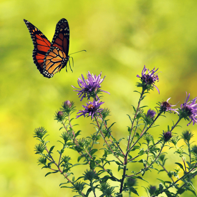 butterfly butterfly